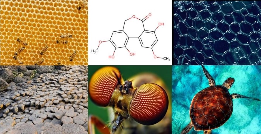 Examples of hexagon shapes in nature (honeycombs, compounds of organic origin, bubbles, rocks, bug eye and turtle back)