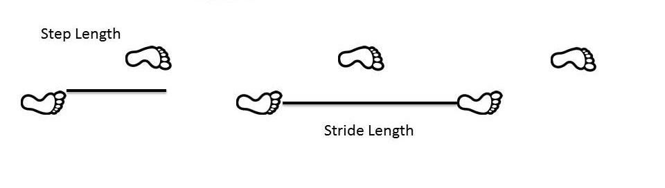 step vs. stride length