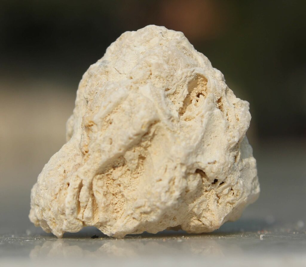 Fossiliferous Limestone - type of limestone